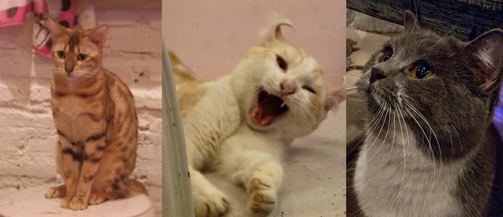 Caturday Cat Collage