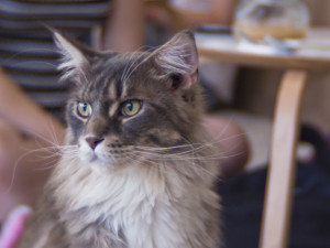 Cat Cafe - Main Coon