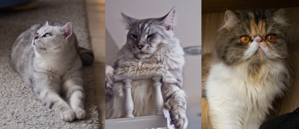 Purr Cat Collage
