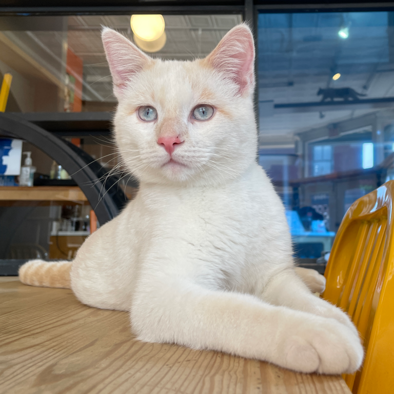 MAUHAUS Cat Cafe & Lounge